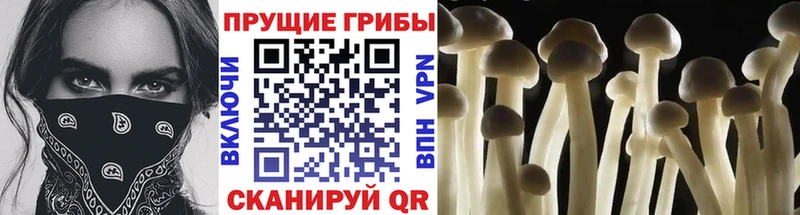 гидра как зайти  Камень-на-Оби  Псилоцибиновые грибы Psilocybine cubensis  что такое  